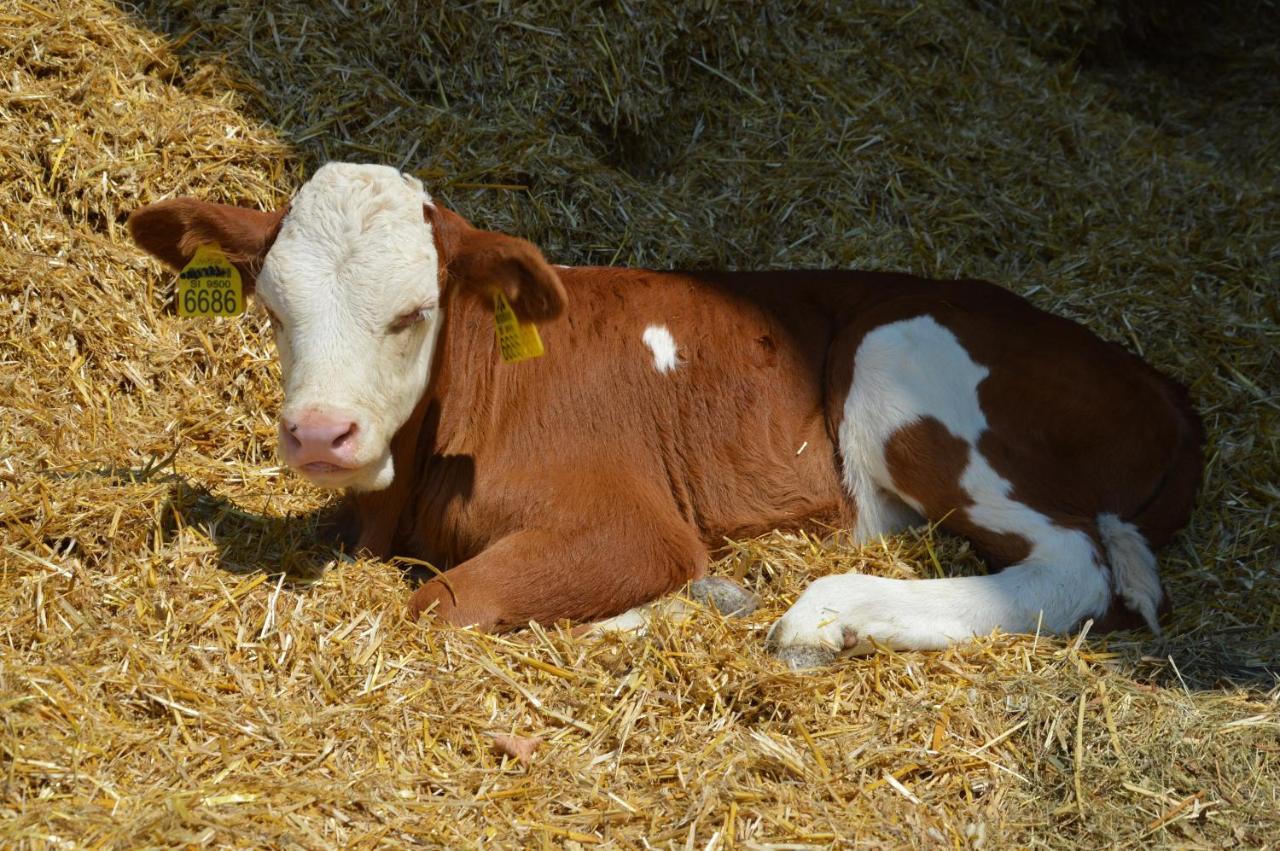 Tourist Farm Mulej Villa Bled Bagian luar foto