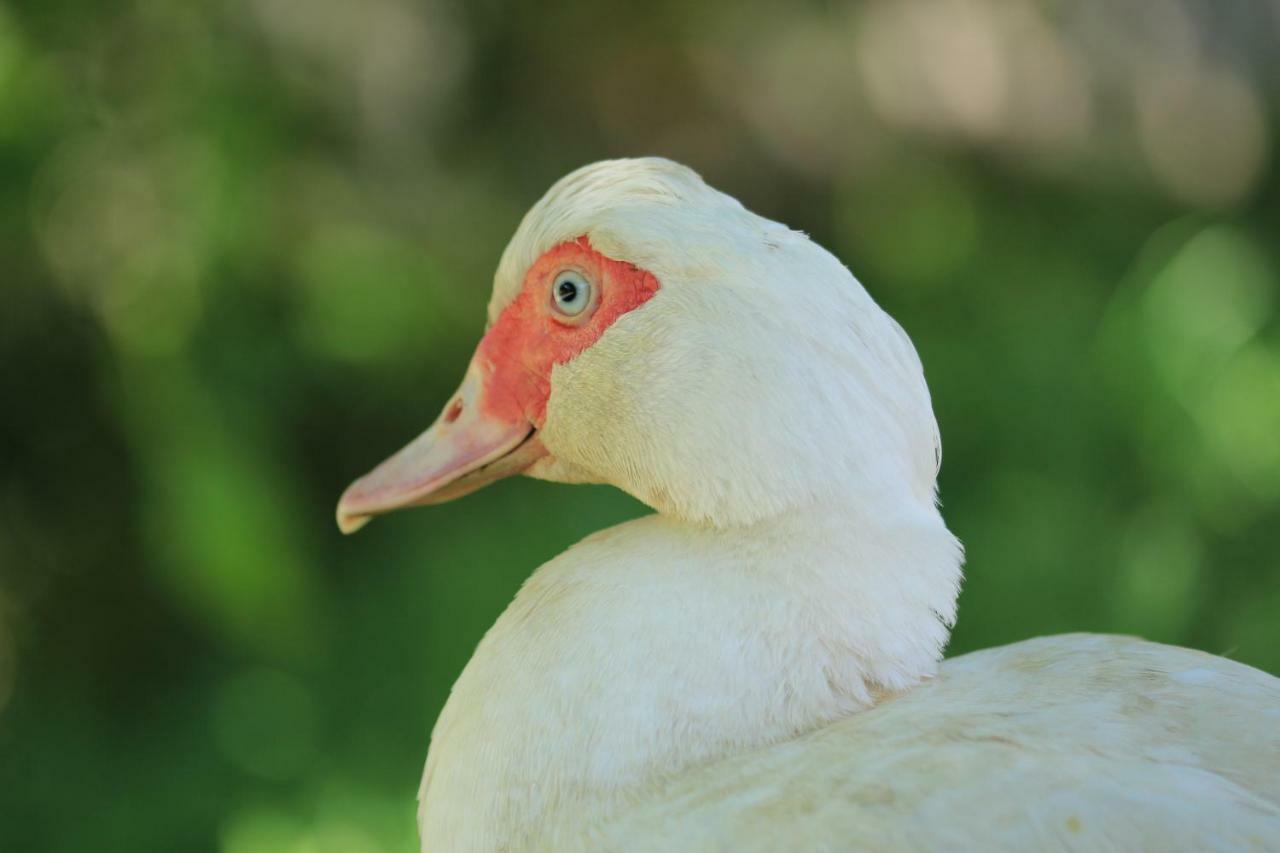 Tourist Farm Mulej Villa Bled Bagian luar foto