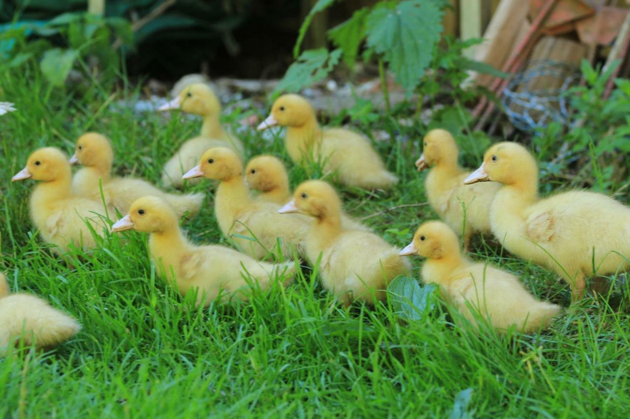 Tourist Farm Mulej Villa Bled Bagian luar foto