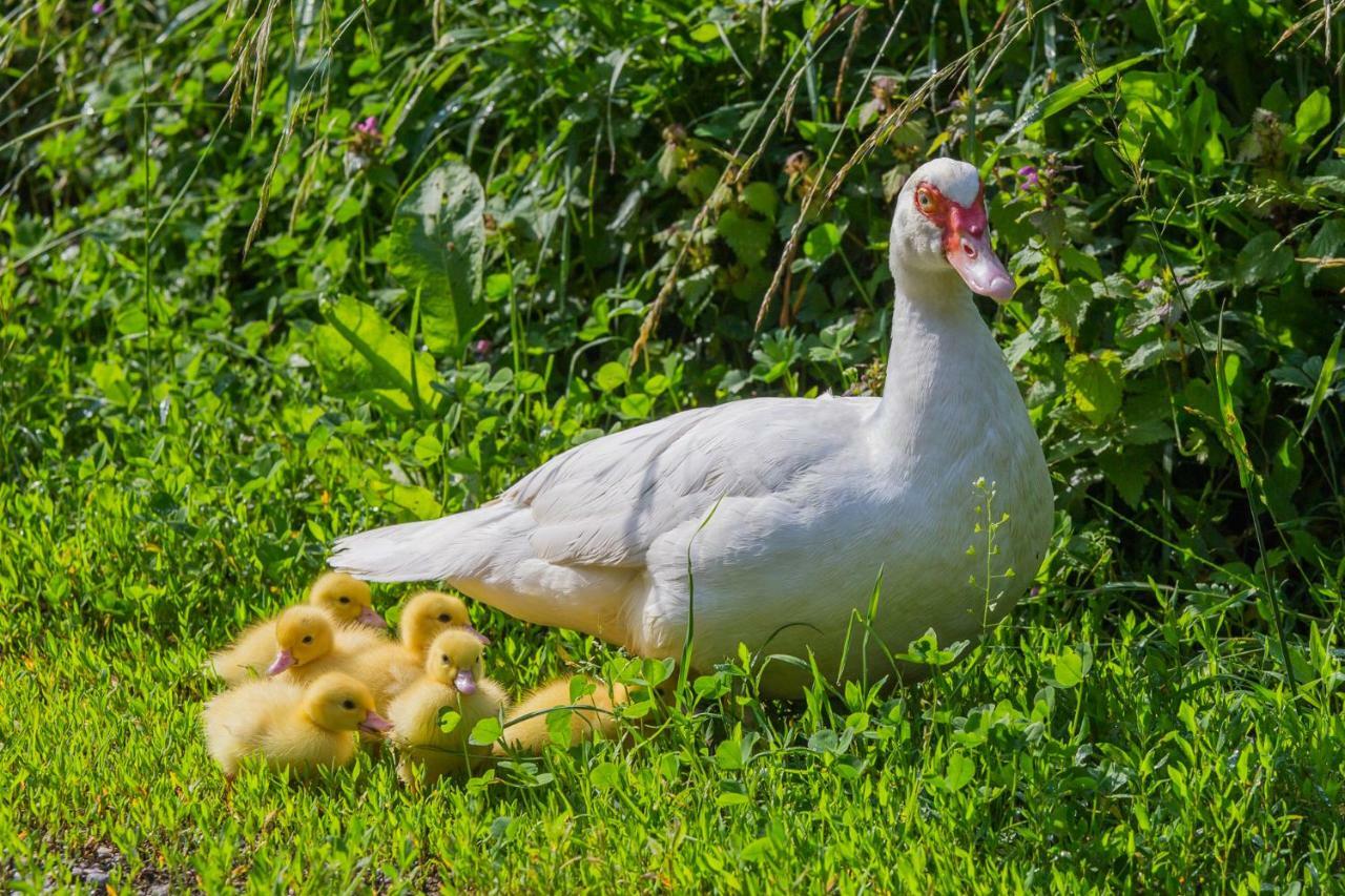 Tourist Farm Mulej Villa Bled Bagian luar foto